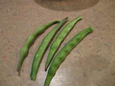 Cowpea
