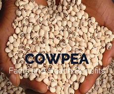 Cowpea