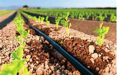 Drip Irrigation