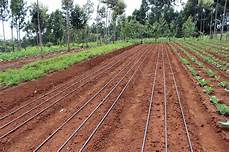 Drip Irrigation
