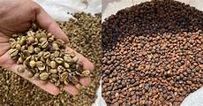 Excelsa Coffee
