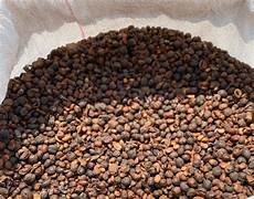 Excelsa Coffee
