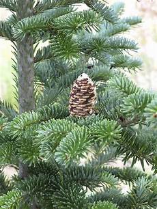Fir