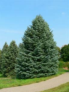 Fir