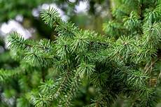 Fir