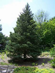 Fir
