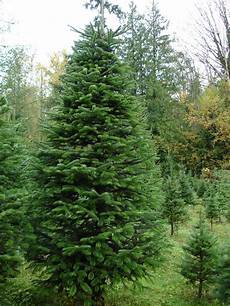 Fir