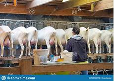 Goat Milking Equipments