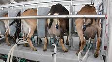 Goat Milking Equipments