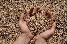 Grain