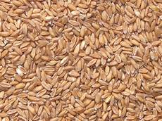 Grain