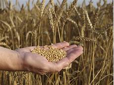 Grain