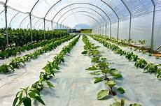 Greenhouse Pe
