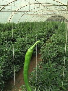 Greenhouse Twine