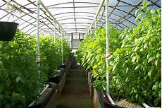 Greenhouse