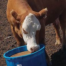 Licking Bucket