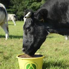 Licking Bucket