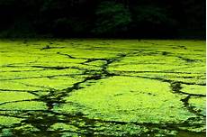 Liquid Algaes
