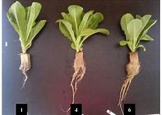 Liquid Chemical Fertilizer