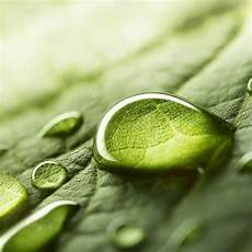 Liquid Leaf Fertilizers
