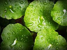 Liquid Leaf Fertilizers