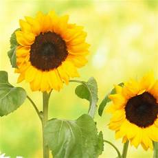Liquid Organo-Mineral Fertilizers