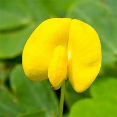 Liquid Organo-Mineral Fertilizers