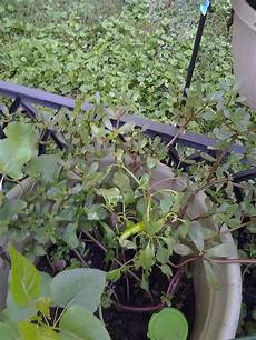 Liquid Plant Mixtures