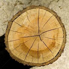 Log Cut