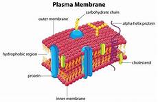 Membrane