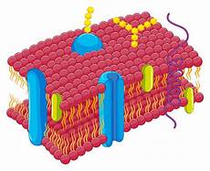 Membrane