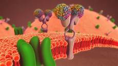 Membrane
