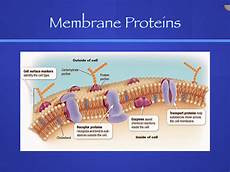 Membrane