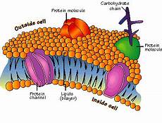 Membrane