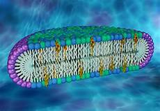 Membranes