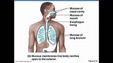 Membranes