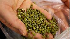 Mung Bean