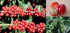 Origin Coffee Beans