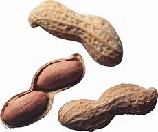 Peanut