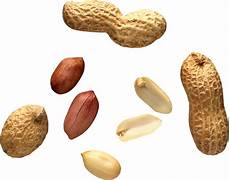 Peanut