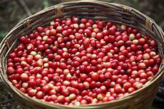 Robusha Coffee Bean