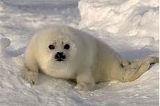Seal