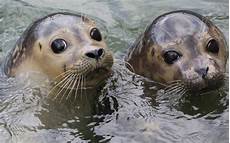 Seal
