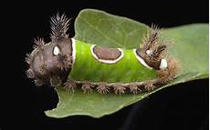 Self Traversing Caterpillars
