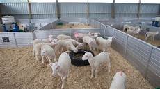 Sheep Milking