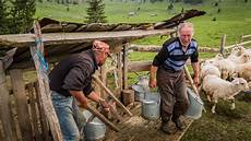 Sheep Milking