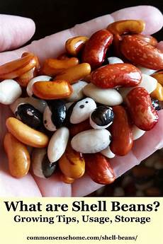 Shell Beans