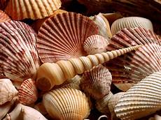 Shells