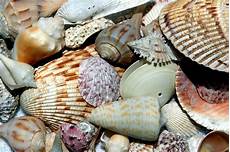 Shells