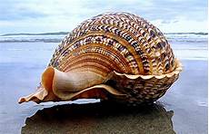 Shells